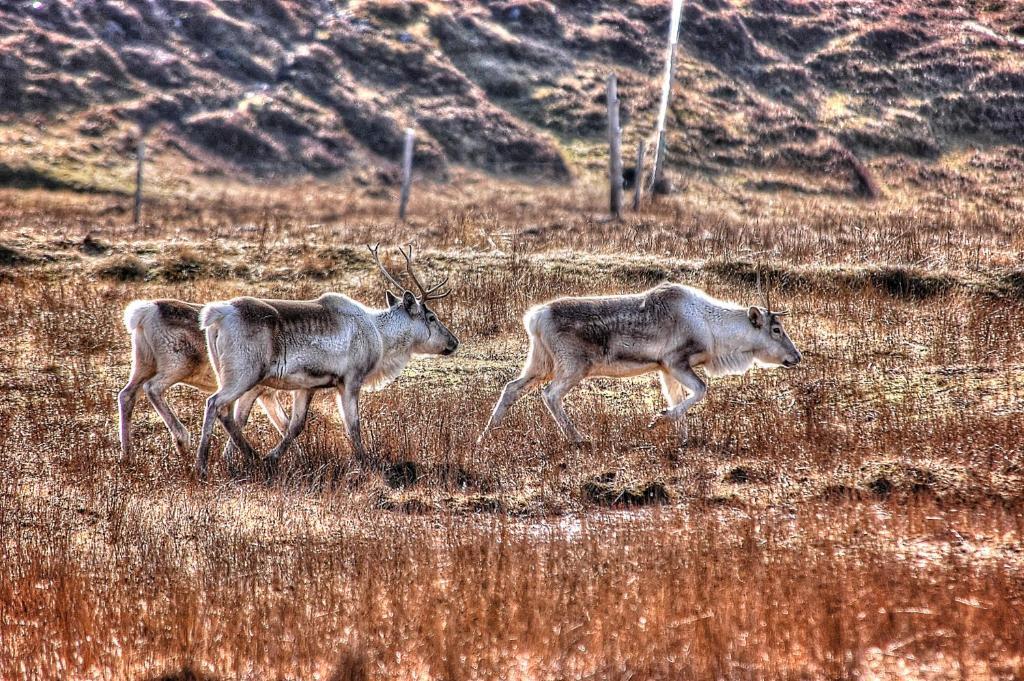 Blabjorg Resort Borgarfjordur Eystri Luaran gambar